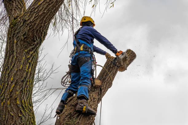 Best Tree and Shrub Care  in Encantada Ranchito El Calaboz, TX